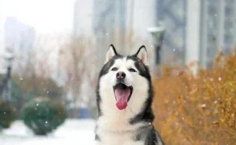 狗狗愛(ài)叫怎么辦？這六招，教給你